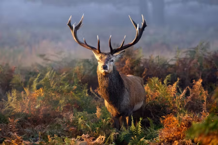 Canvastavla - An Impressive Deer Among the Forest