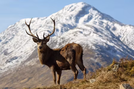 Canvastavla - A Deer with a Mountain Peak in the