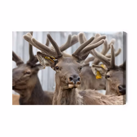 Canvastavla - A Herd of Reindeer