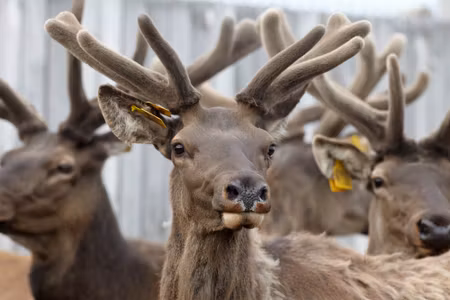 Canvastavla - A Herd of Reindeer