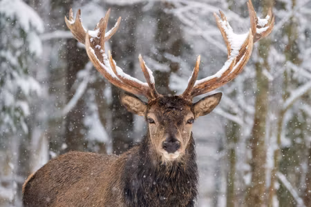 Canvastavla - Deer in the Winter Forest