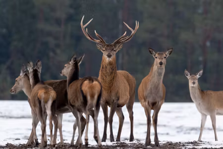 Canvastavla - A Deer and a Doe