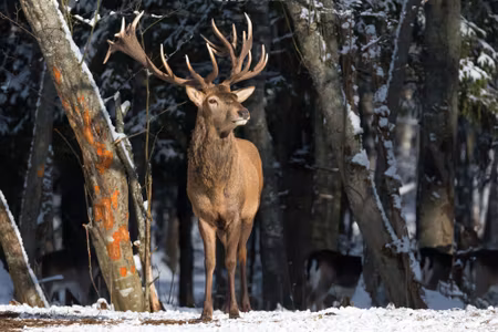 Canvastavla - A Deer Among the Trees