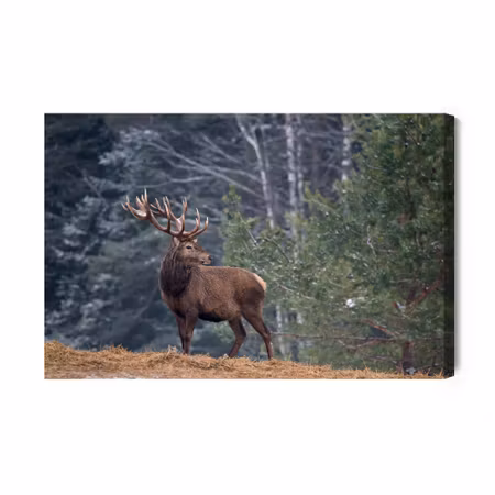 Canvastavla - A Stately Deer in the Forest