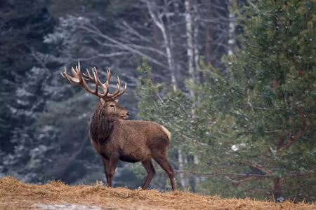 Canvastavla - A Stately Deer in the Forest