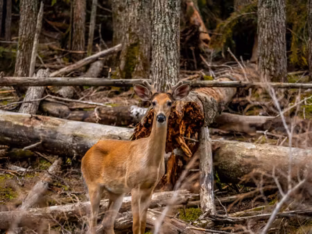 Canvastavla - A Young Deer Among the Trees