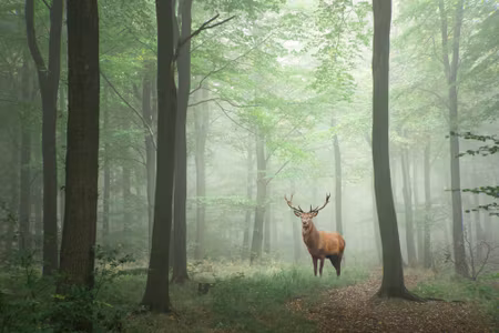 Canvastavla - Deer in the Misty Forest