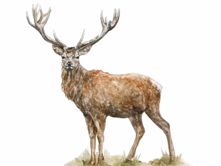Canvastavla - A Deer Like Painted with Watercolor