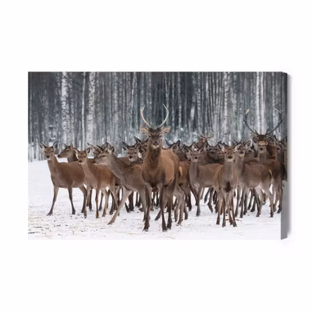 Canvastavla - Deer Among the Hinds