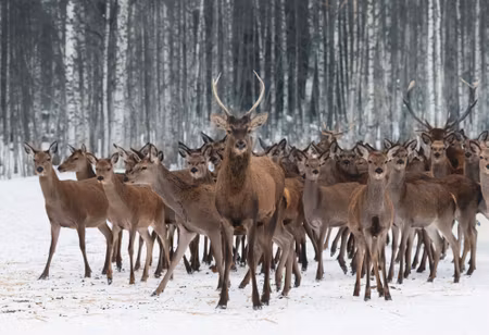 Canvastavla - Deer Among the Hinds