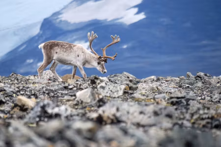 Canvastavla - Reindeer on the Background of
