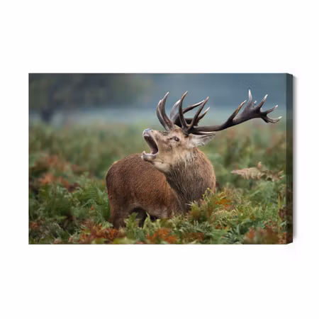 Canvastavla - Adult Deer in the Rut