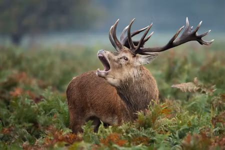 Canvastavla - Adult Deer in the Rut