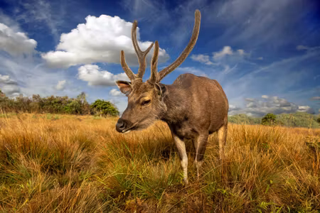 Canvastavla - A Deer in a Clearing