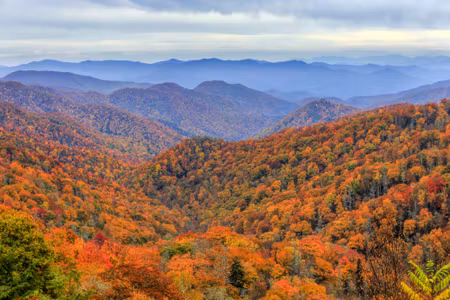 Canvastavla - Autumn Forest in the Mountains
