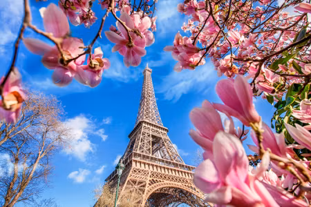Canvastavla - Eiffel Tower Between Magnolias