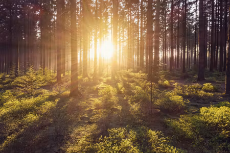 Canvastavla - The Sun Amp S Rays in the Forest