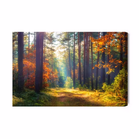 Canvastavla - Autumn Forest in the Morning Sun