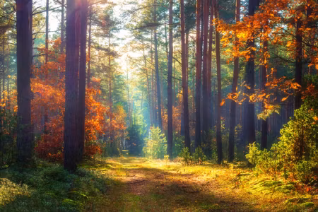 Canvastavla - Autumn Forest in the Morning Sun