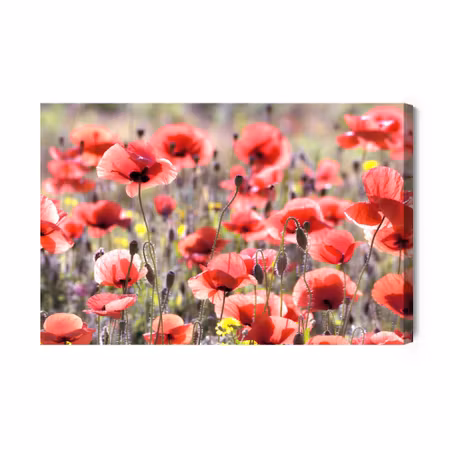 Canvastavla - Poppies in the Sun