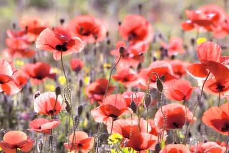 Canvastavla - Poppies in the Sun