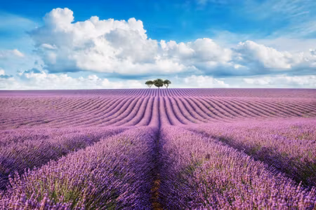 Canvastavla - Lavender Field