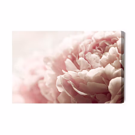 Canvastavla - Peonies Roses in Pastel Colors