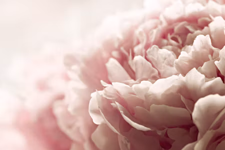 Canvastavla - Peonies Roses in Pastel Colors