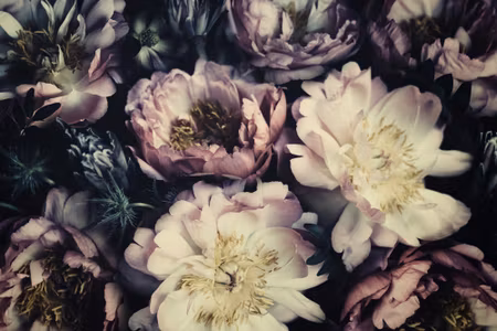 Canvastavla - Peonies in Dark Colours