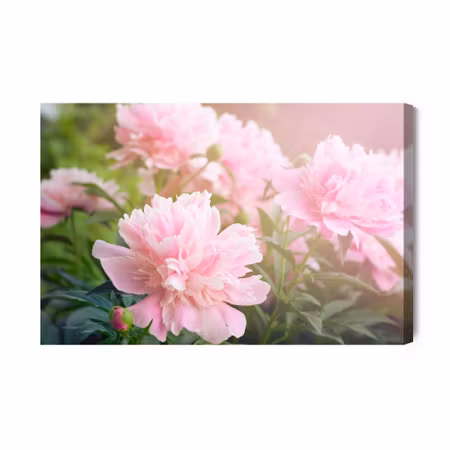 Canvastavla - Peony in the Sun