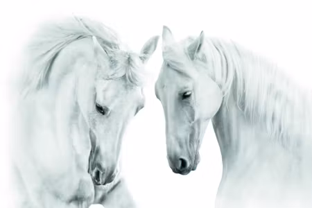Canvastavla - Two White Horses