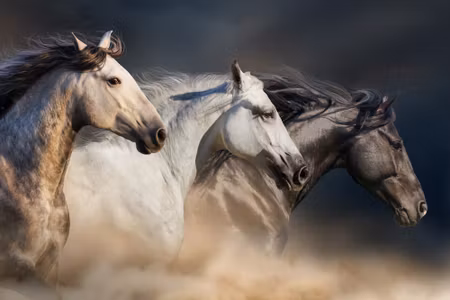 Canvastavla - Three Horses At a Gallop