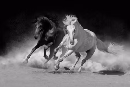 Canvastavla - Horses in Black and White