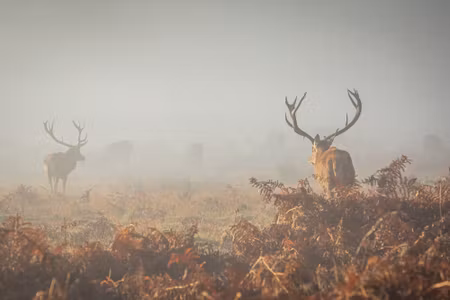 Canvastavla - Deer in the Fog