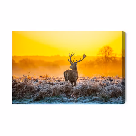 Canvastavla - Deer At Dawn