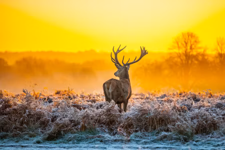 Canvastavla - Deer At Dawn
