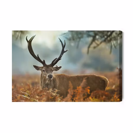 Canvastavla - A Magnificent Stag At the Rutting