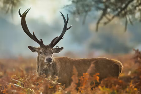 Canvastavla - A Magnificent Stag At the Rutting