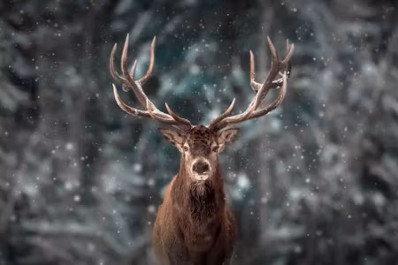 Canvastavla - Deer in the Middle of a Forest