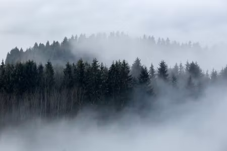 Canvastavla - Trees Wrapped in Fog