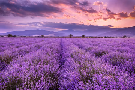 Canvastavla - Beautiful Lavender Landscape D