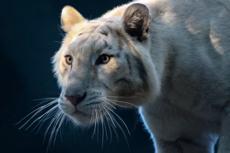 Canvastavla - Beautiful White Tiger