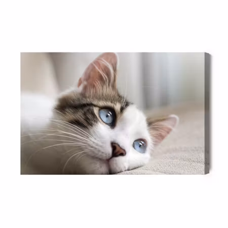 Canvastavla - Dreamy Kitten