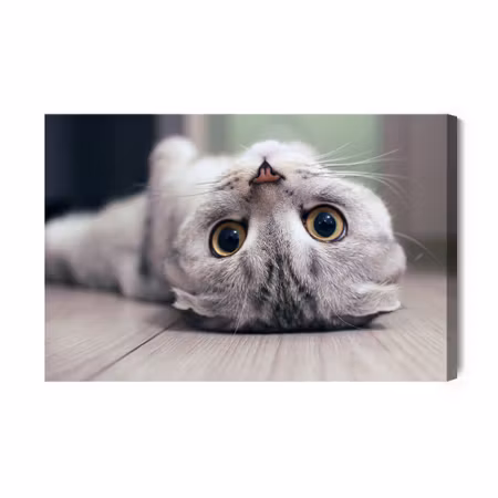 Canvastavla - Scottish Fold Cat