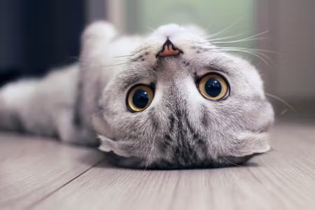 Canvastavla - Scottish Fold Cat