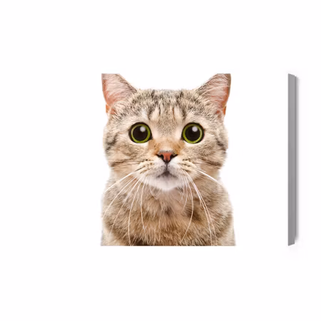 Canvastavla - Scottish Prostitute Cat