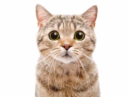 Canvastavla - Scottish Prostitute Cat