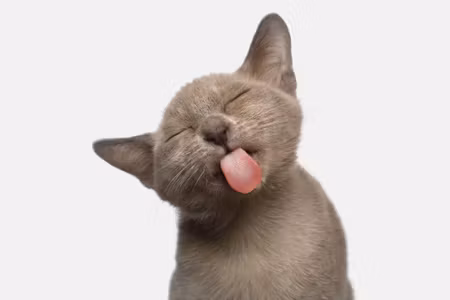 Canvastavla - Lovely Kitten