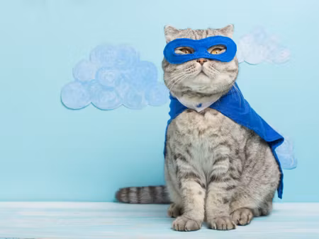 Canvastavla - Gray Cat with a Mask and a Cape