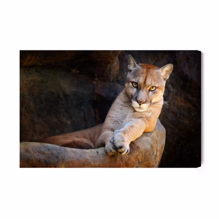 Canvastavla - Puma in Its Natural Habitat